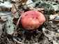 Piros galambgomba (Russula lepida), Zemplén